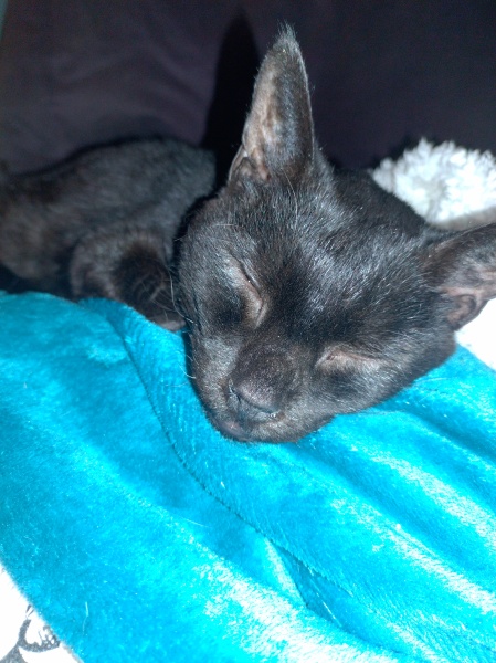 Tinsel, Glitter and Baubles - the Excellent Cats prepare to knock Everything off your Christmas Tree