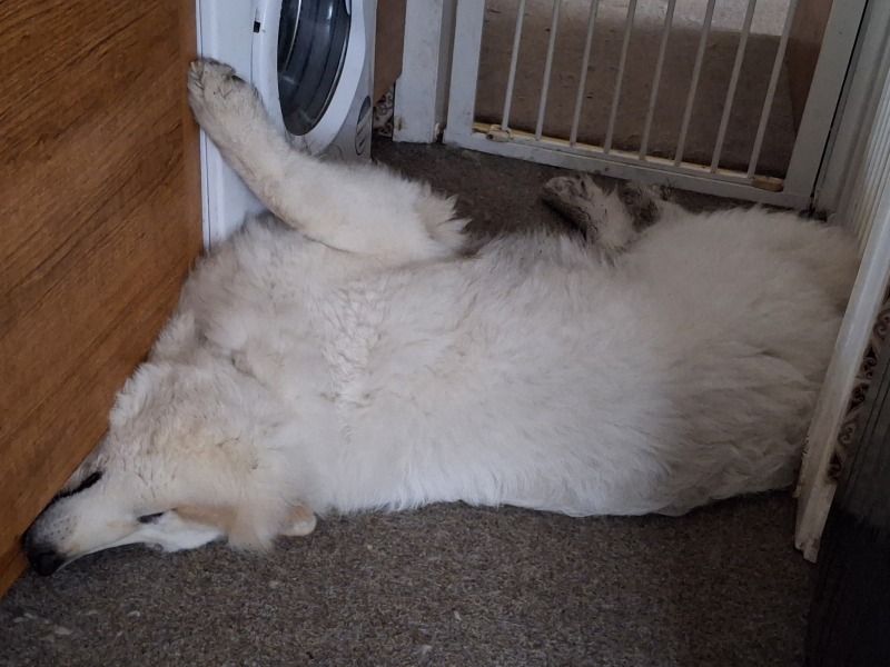 Adolescent Dog Survival Thread - Bark the Herald, furry angels sing!