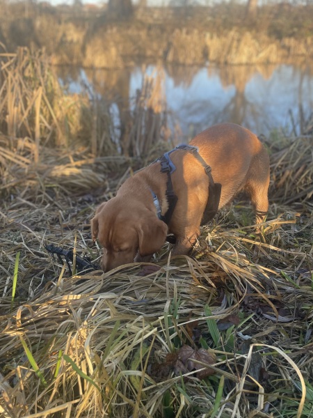 Adolescent Dog Survival Thread - Bark the Herald, furry angels sing!