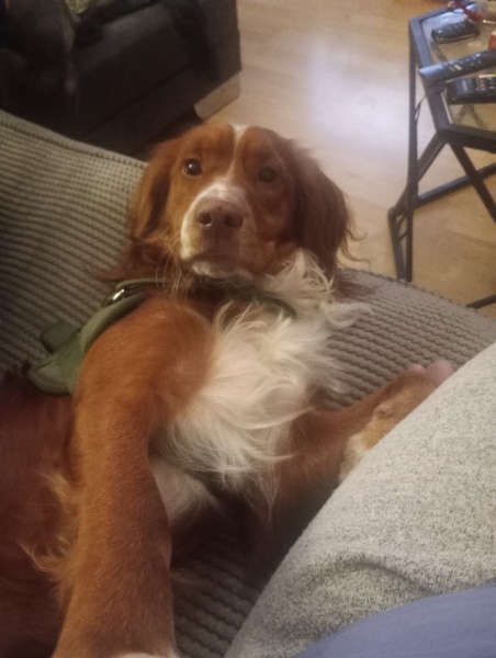 Adolescent Dog Survival Thread - Bark the Herald, furry angels sing!