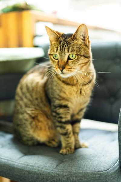 Tinsel, Glitter and Baubles - the Excellent Cats prepare to knock Everything off your Christmas Tree