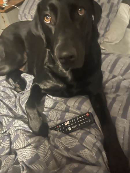 Have you ever shown your dog a video of themself in TV?
