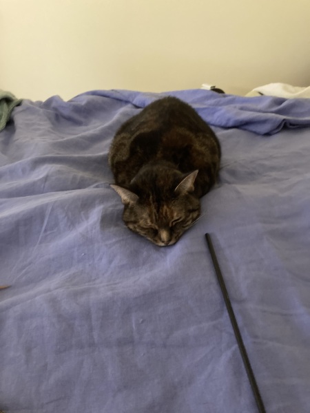 Tinsel, Glitter and Baubles - the Excellent Cats prepare to knock Everything off your Christmas Tree