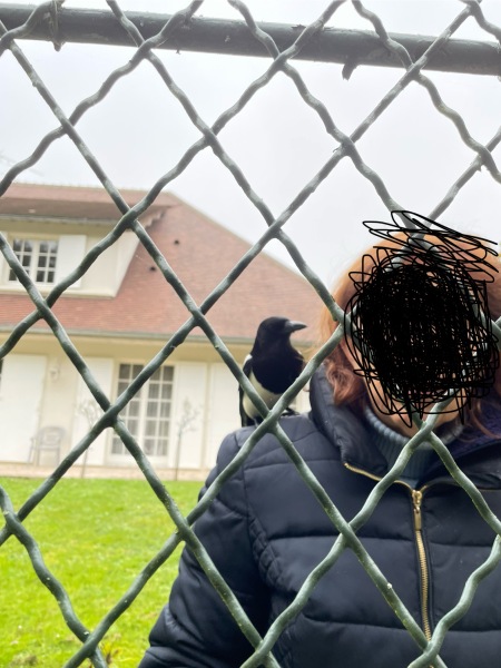 I really want some crow friends!