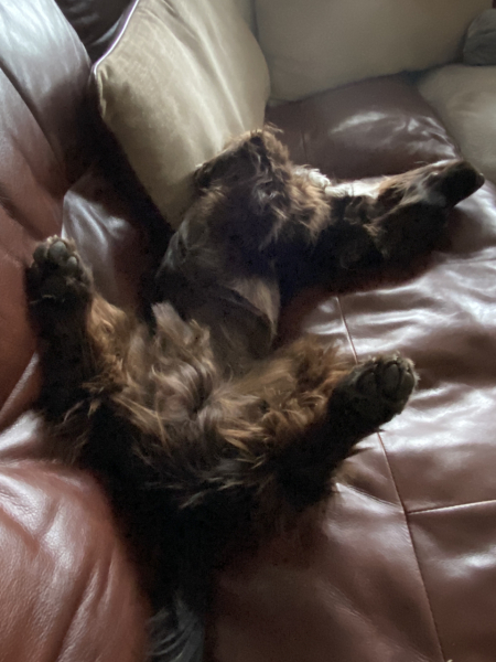 Adolescent Dog Survival Thread - Bark the Herald, furry angels sing!