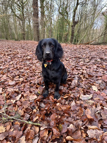 Adolescent Dog Survival Thread - Bark the Herald, furry angels sing!