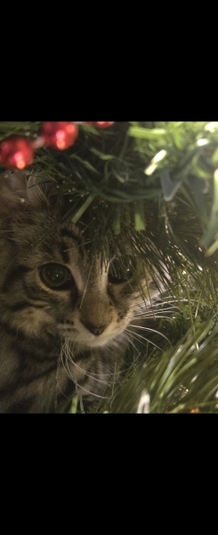 Tinsel, Glitter and Baubles - the Excellent Cats prepare to knock Everything off your Christmas Tree