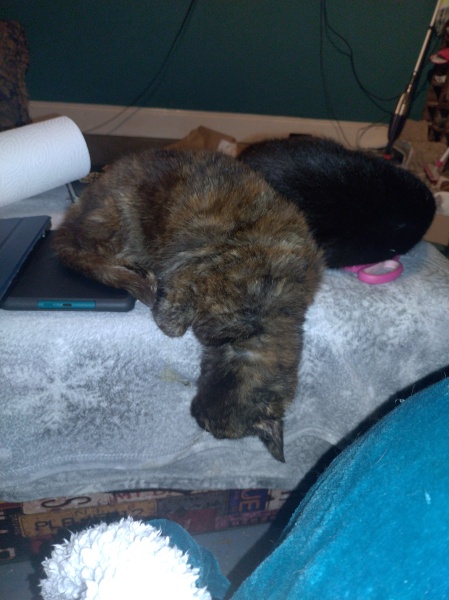 Tinsel, Glitter and Baubles - the Excellent Cats prepare to knock Everything off your Christmas Tree