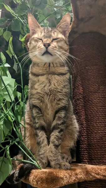 Ring Out, Wild Bells! As 2025 approaches, the Excellent Cats raise their game with a discussion on Tennyson's poetry