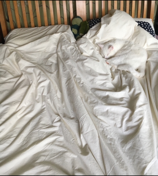 What perfectly ordinary places have you found your cat?