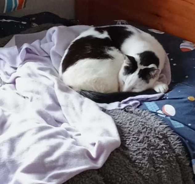 Animals shelters always asking for towels, blankets, duvets