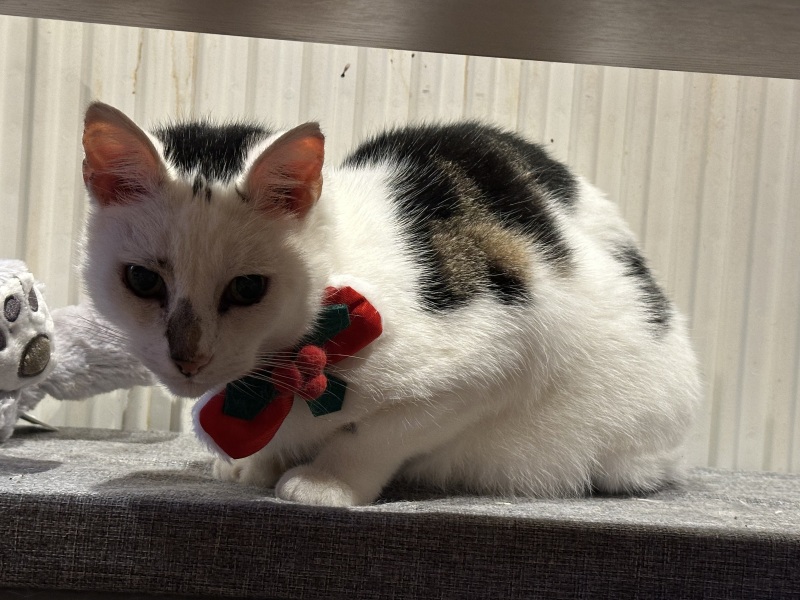 Am In Loco Parentis of daughter’s cat until July