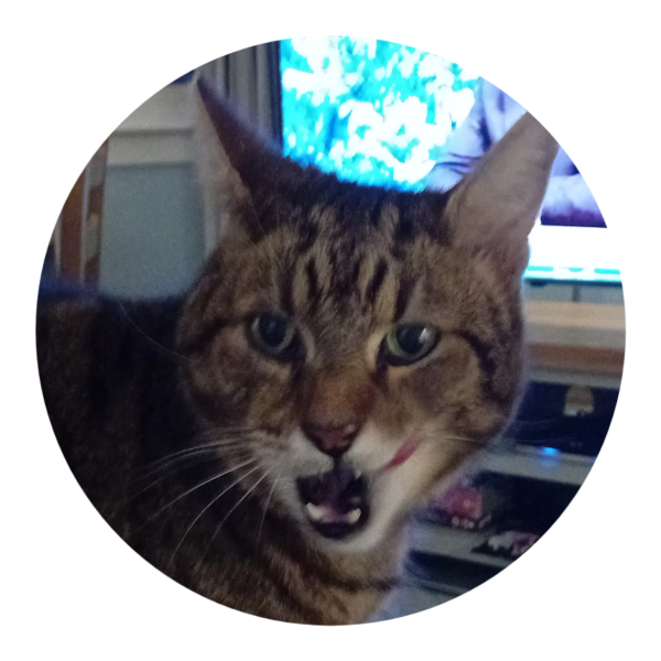 Tinsel, Glitter and Baubles - the Excellent Cats prepare to knock Everything off your Christmas Tree