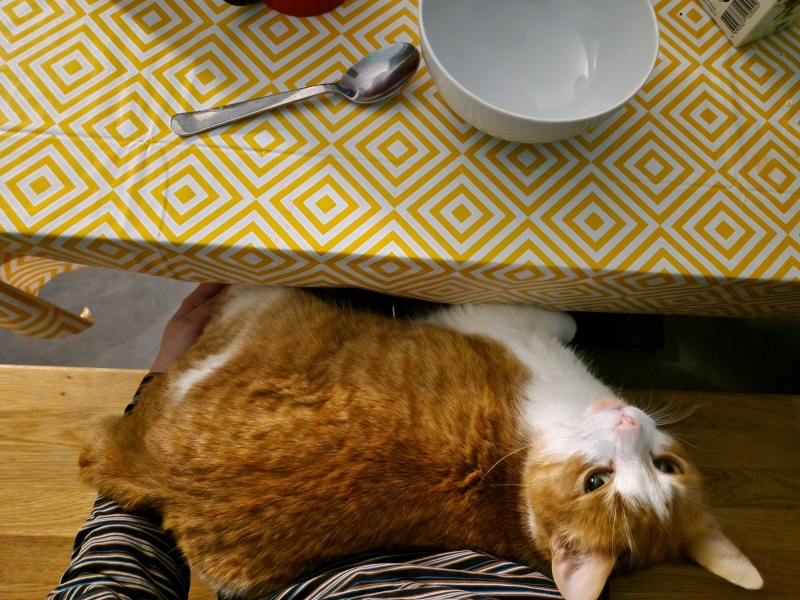 Tinsel, Glitter and Baubles - the Excellent Cats prepare to knock Everything off your Christmas Tree