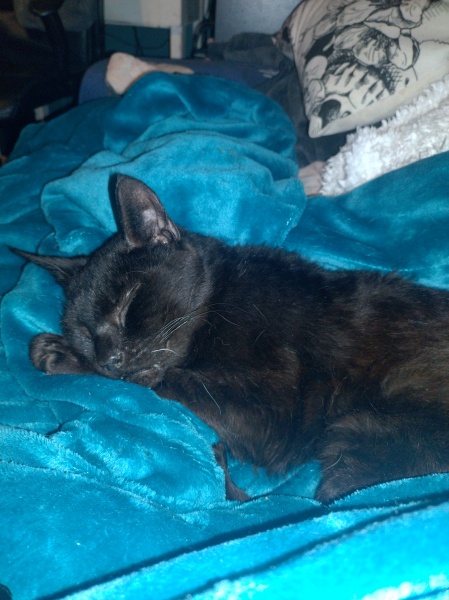 Tinsel, Glitter and Baubles - the Excellent Cats prepare to knock Everything off your Christmas Tree