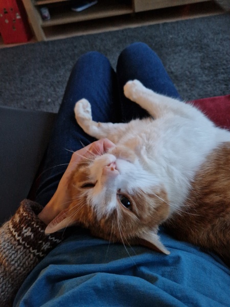 Tinsel, Glitter and Baubles - the Excellent Cats prepare to knock Everything off your Christmas Tree