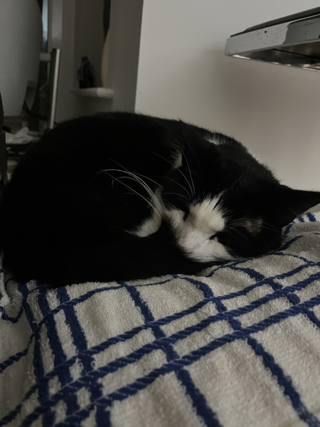 Tinsel, Glitter and Baubles - the Excellent Cats prepare to knock Everything off your Christmas Tree