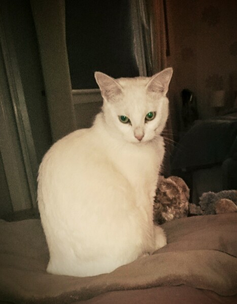 White cats yay or nay?