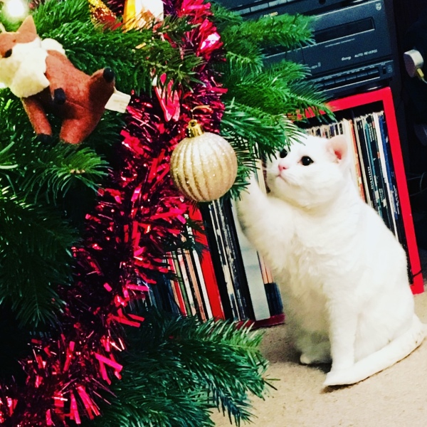 White cats yay or nay?