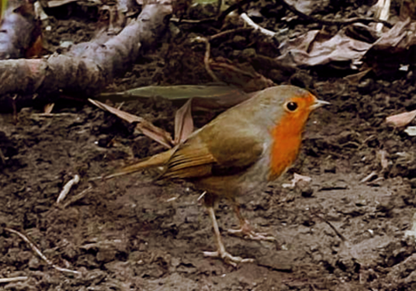 The Nigel Slater Christmas Chronicles Readalong 2024 Part 3