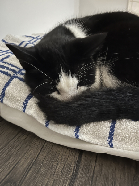 Tinsel, Glitter and Baubles - the Excellent Cats prepare to knock Everything off your Christmas Tree