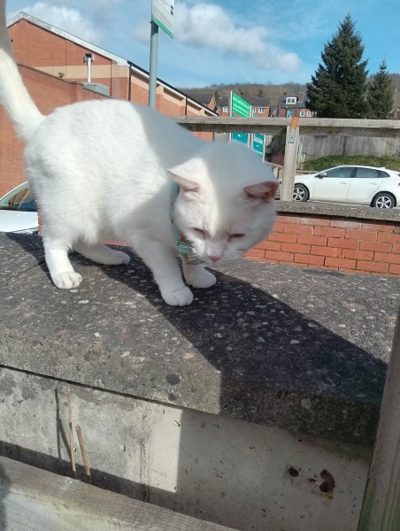 White cats yay or nay?