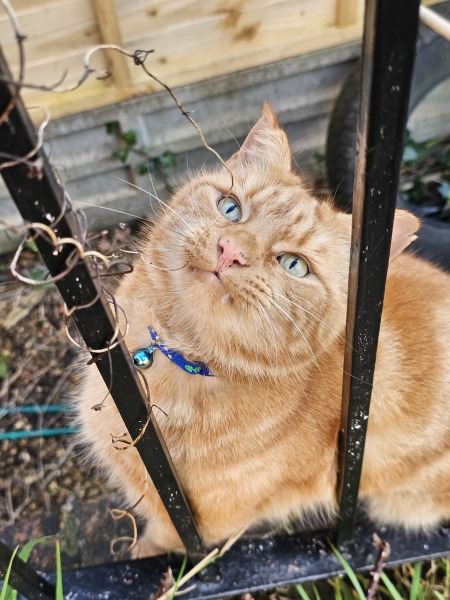 Ring Out, Wild Bells! As 2025 approaches, the Excellent Cats raise their game with a discussion on Tennyson's poetry