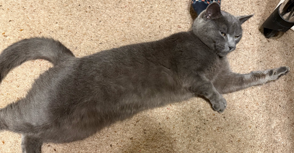 Tinsel, Glitter and Baubles - the Excellent Cats prepare to knock Everything off your Christmas Tree