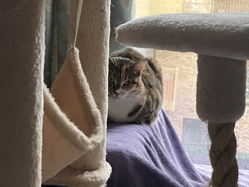 Tinsel, Glitter and Baubles - the Excellent Cats prepare to knock Everything off your Christmas Tree