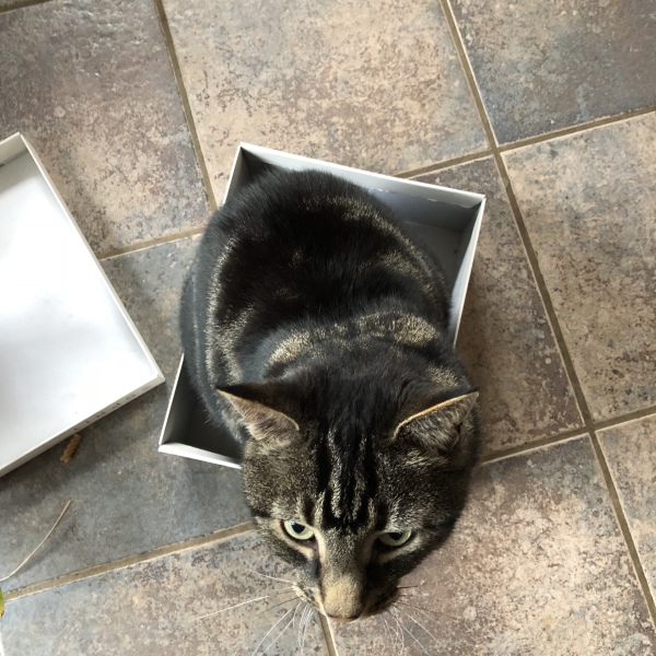 Who wants to see a cat in a hat?