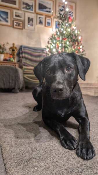 Adolescent Dog Survival Thread - Bark the Herald, furry angels sing!