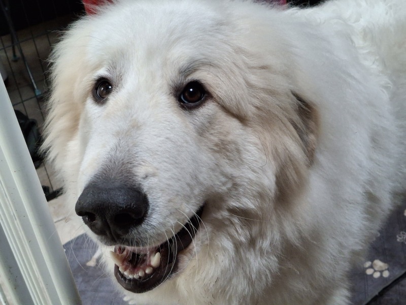 Adolescent Dog Survival Thread - Bark the Herald, furry angels sing!