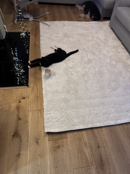 Advice please. Does this rug look stupid? Do I need a bigger one?