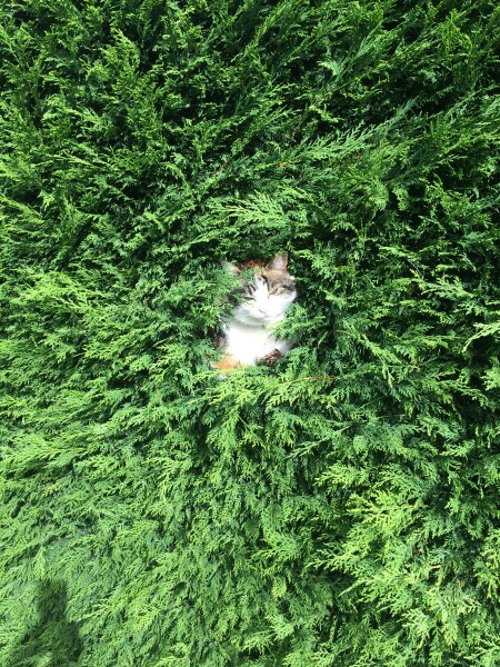What perfectly ordinary places have you found your cat?