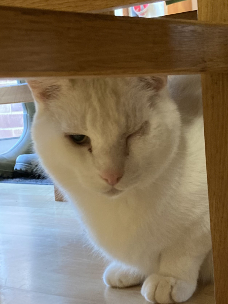 MrCat's eye infection