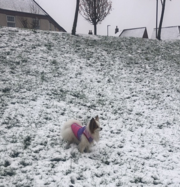 AIBU to wonder why so many dogs wear coats these days?