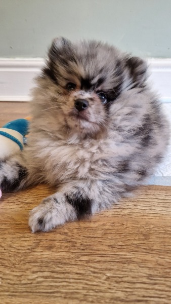 Puppy Survival Thread for New and Old Pups - here comes winter 2024