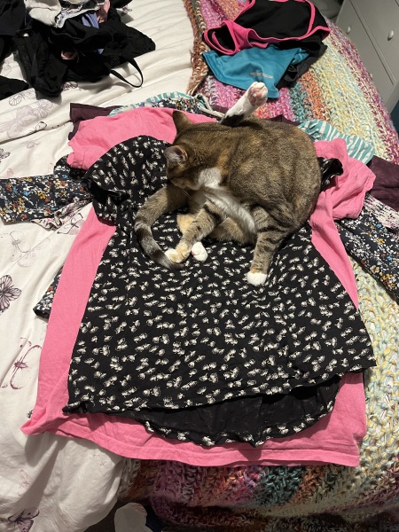 Tinsel, Glitter and Baubles - the Excellent Cats prepare to knock Everything off your Christmas Tree