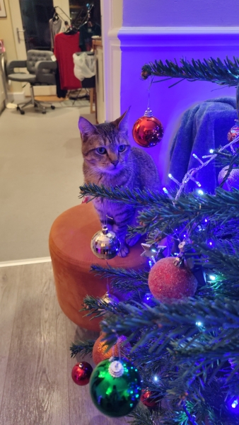 Tinsel, Glitter and Baubles - the Excellent Cats prepare to knock Everything off your Christmas Tree