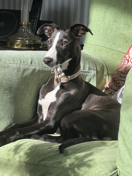 Whippet puppy - wisdom needed please