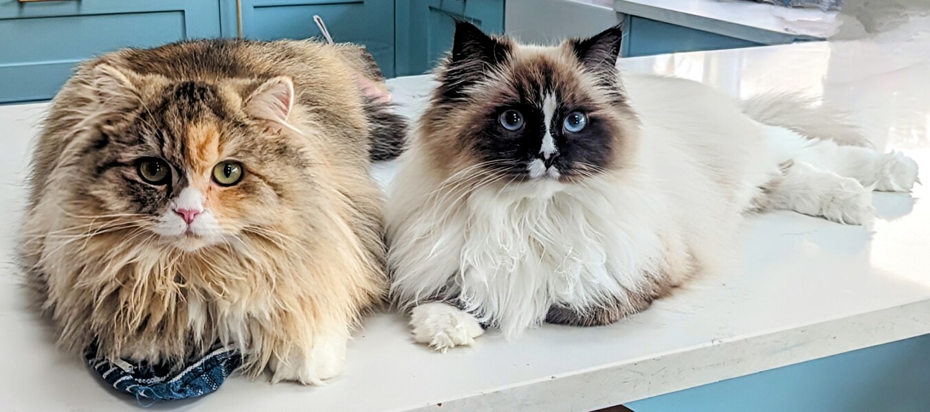 Ring Out, Wild Bells! As 2025 approaches, the Excellent Cats raise their game with a discussion on Tennyson's poetry