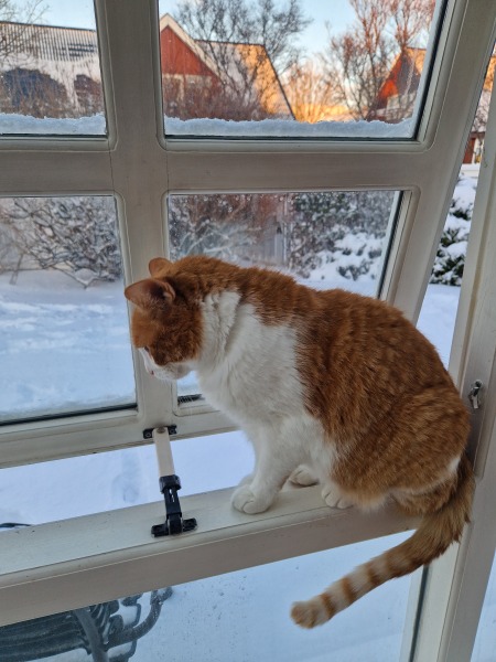 Tinsel, Glitter and Baubles - the Excellent Cats prepare to knock Everything off your Christmas Tree