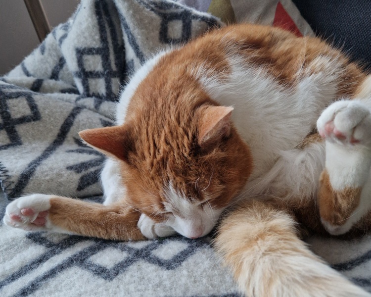 Tinsel, Glitter and Baubles - the Excellent Cats prepare to knock Everything off your Christmas Tree