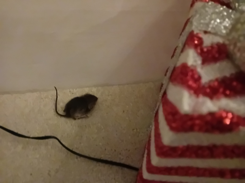 Mice!!