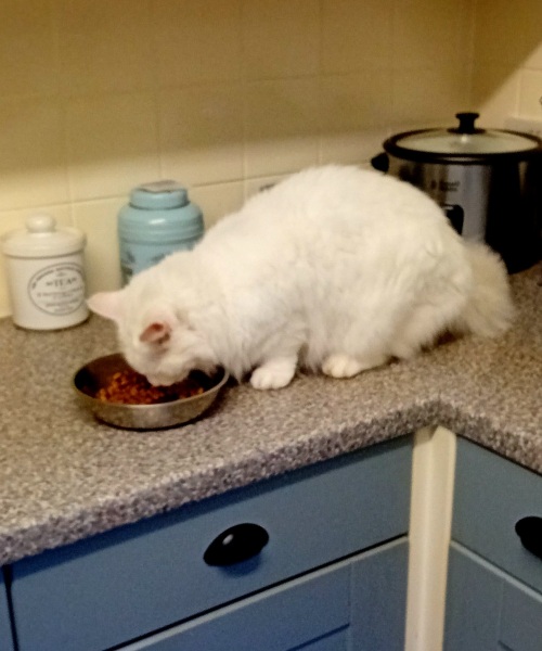 Tinsel, Glitter and Baubles - the Excellent Cats prepare to knock Everything off your Christmas Tree