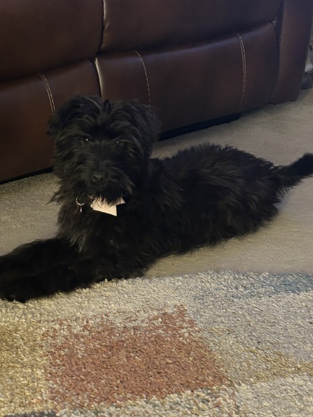 Puppy Survival Thread for New and Old Pups - here comes winter 2024