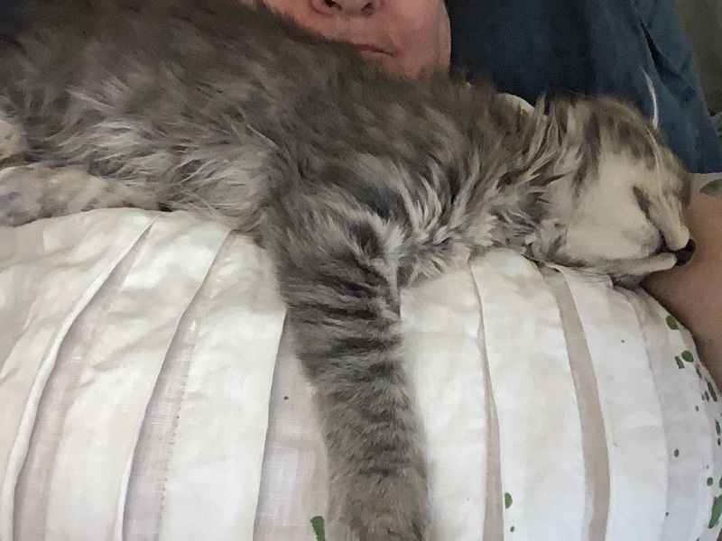 Tinsel, Glitter and Baubles - the Excellent Cats prepare to knock Everything off your Christmas Tree