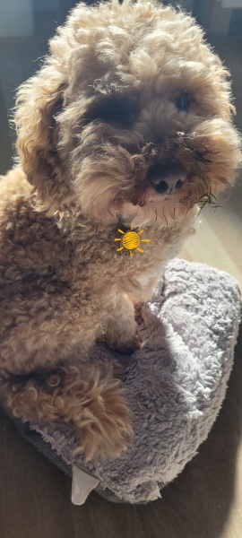 What's the worst thing your dog has ever eaten?