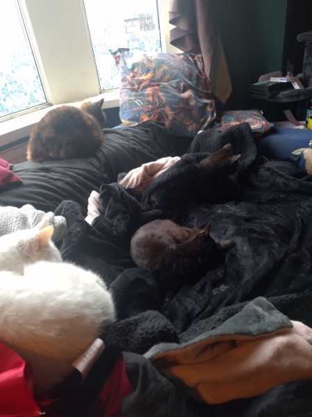 Tinsel, Glitter and Baubles - the Excellent Cats prepare to knock Everything off your Christmas Tree