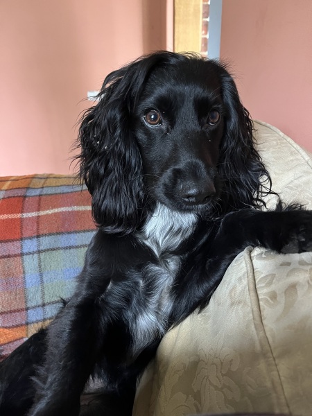 Puppy Survival Thread for New and Old Pups - here comes winter 2024